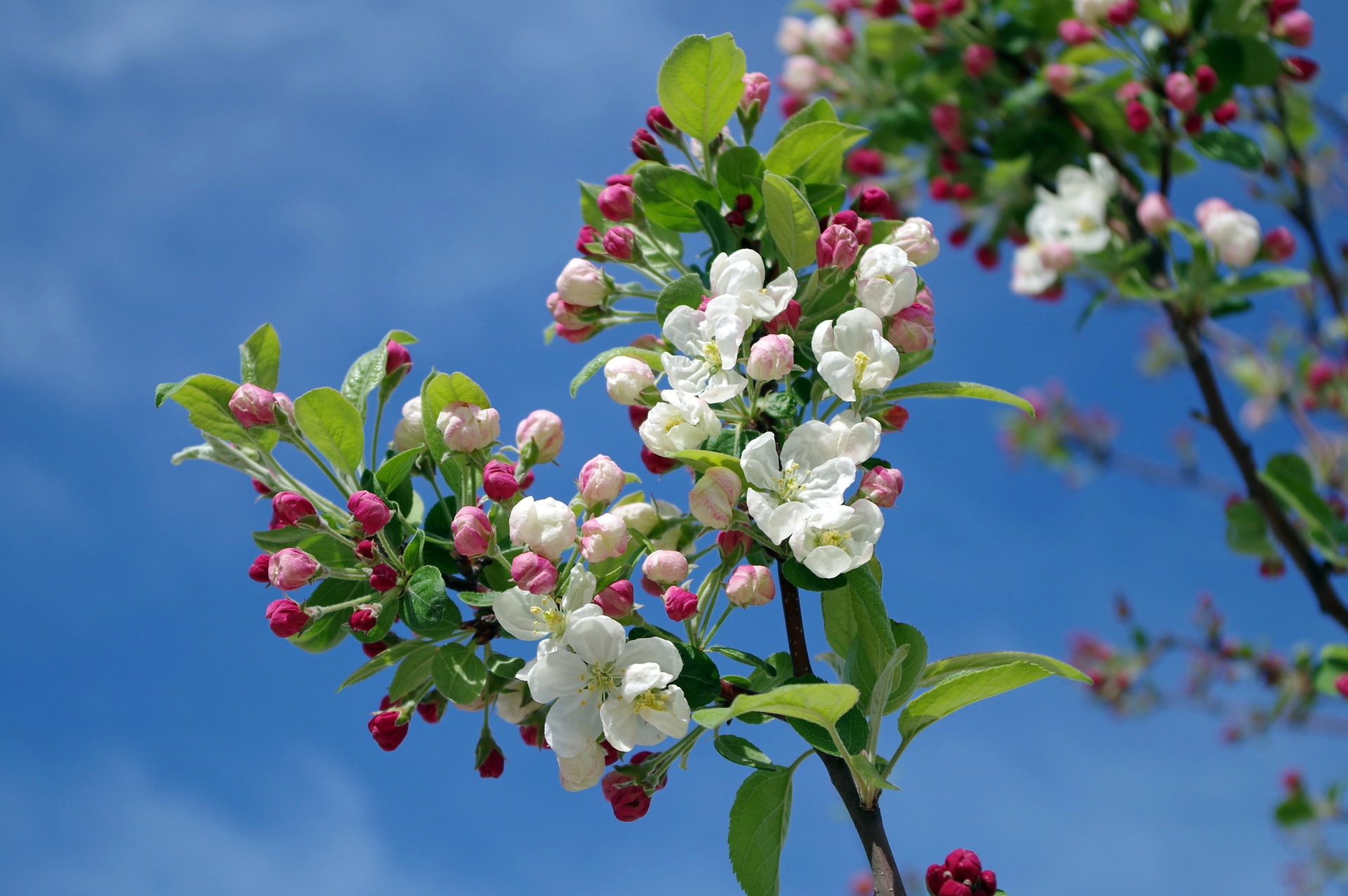 apple-blossom-173566_1920