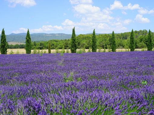 Leuchtende Farben der Provence